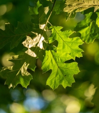 Close up of green oak leaves in the sunlight